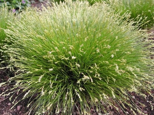 Brome-Like Sedge