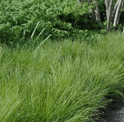 Straight-Styled Wood Sedge