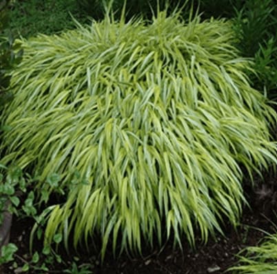 Golden Variegated Japanese Forest Grass