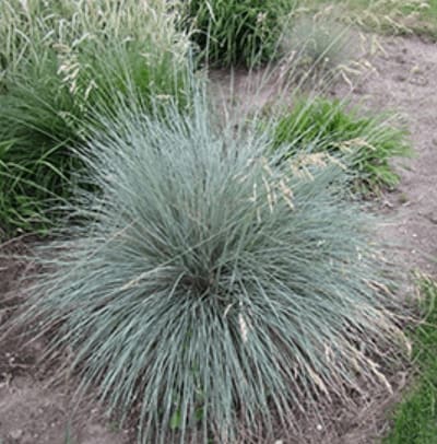 Blue Oat Grass