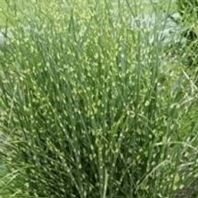 High Frequency Maiden Grass