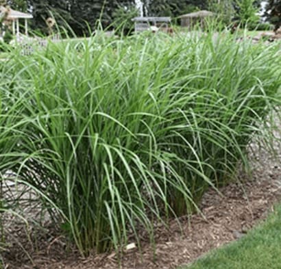 Malepartus Japanese Silver Grass