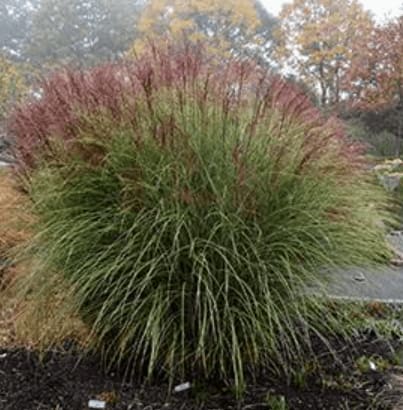 Morning Light Maiden Grass