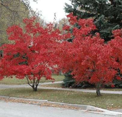 Maple, Amur ‘Flame’