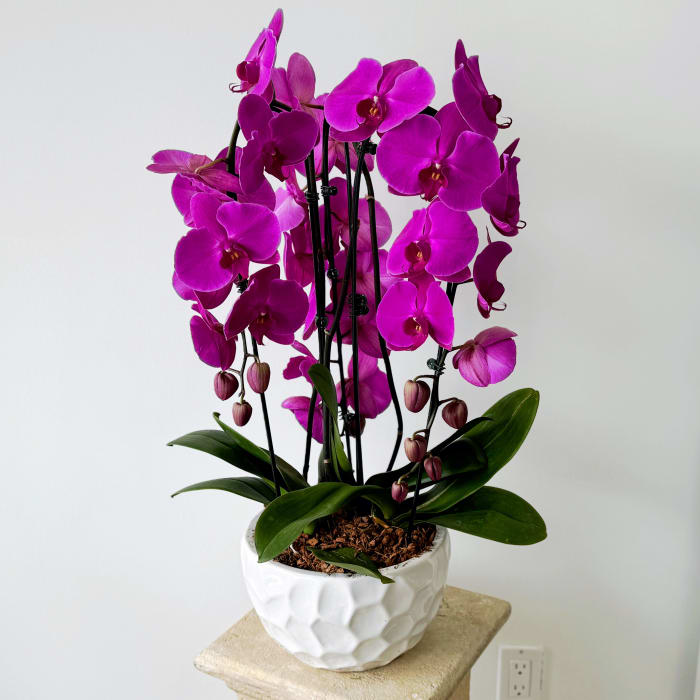 Triple Cascading Orchid - Fuchsia