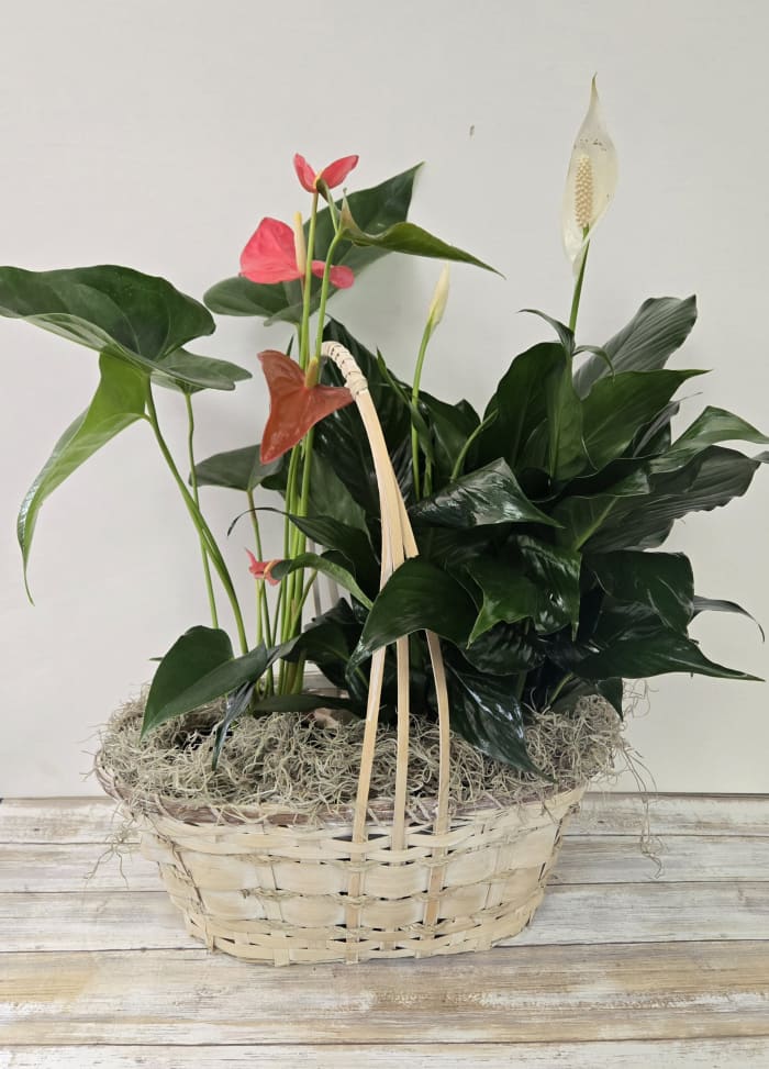 Anthurium European Basket