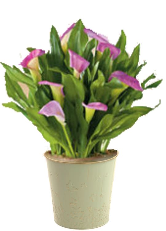Calla Lily Plant