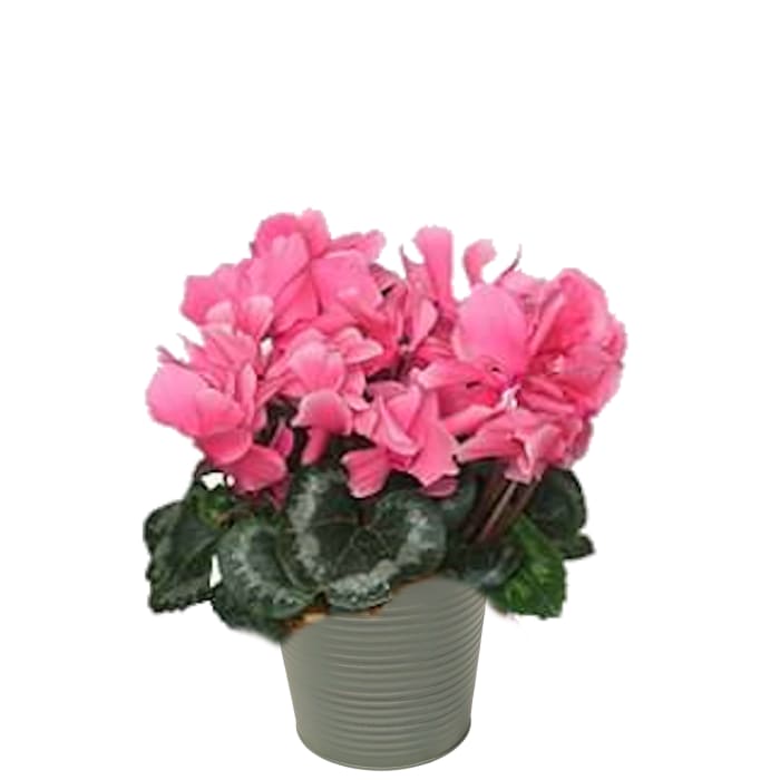 Cyclamen (Colors Vary)