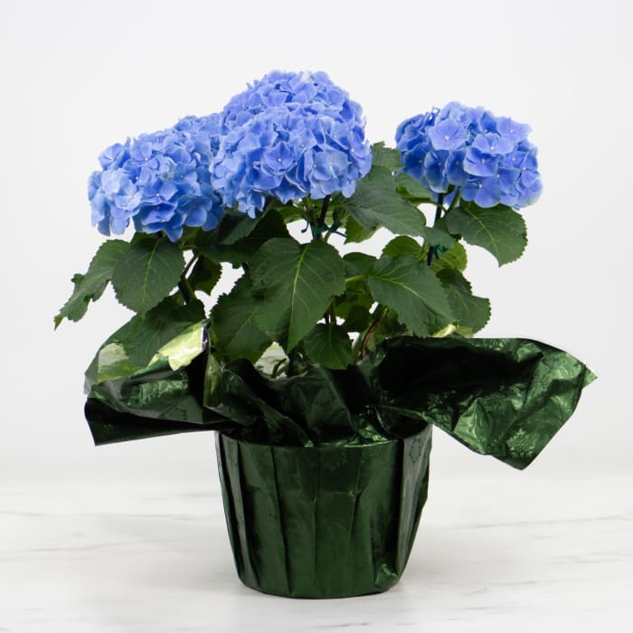 Hydrangea Plant