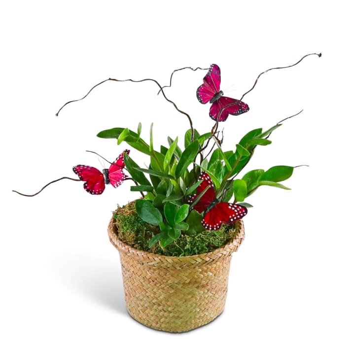 Butterfly Kisses Zanzibar Gem Plant