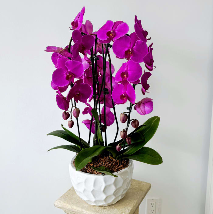 Triple Phalaenopsis Orchid  Bowl