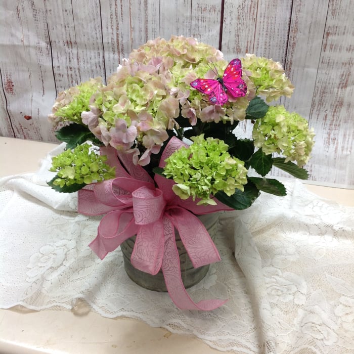 Pink Hydrangea
