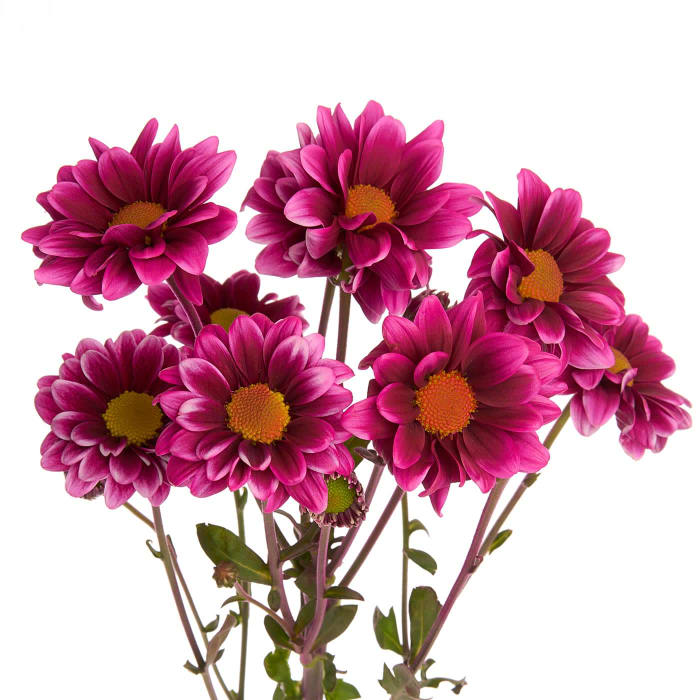 Pompon Daisy (Purple) 5-7 stem