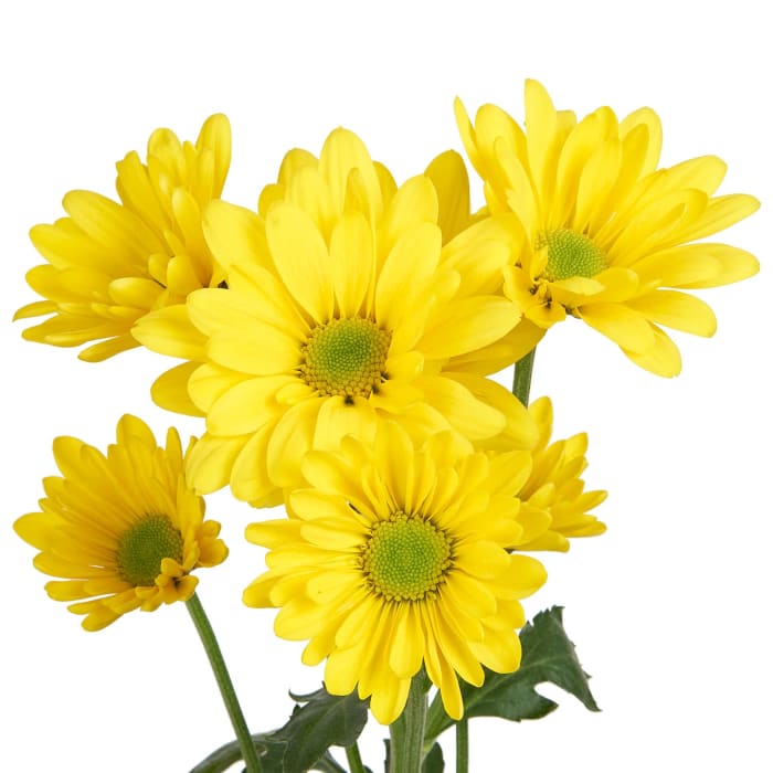 Pompon Daisy (Yellow) 5-7 stem