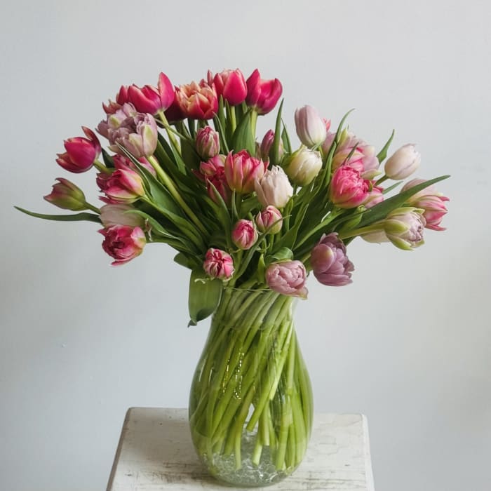 Tulip Tulie