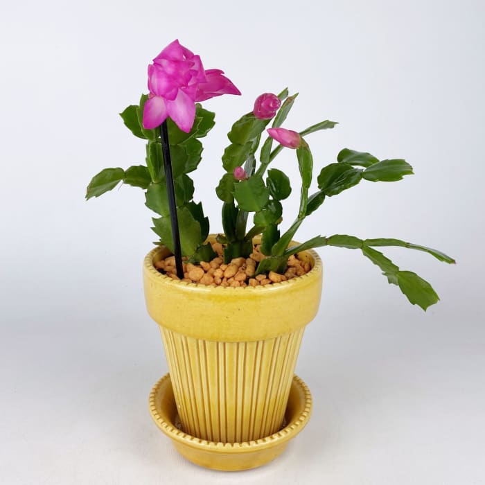 CHRISTMAS CACTUS