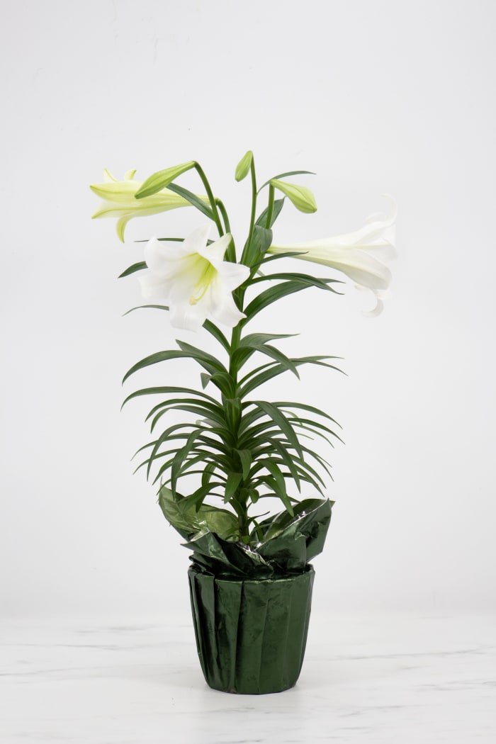 Easter Lily Plant