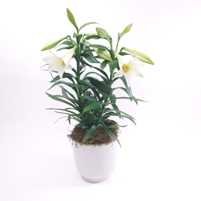 Easter Lily in ceramic pot