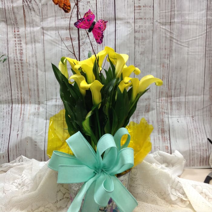 Calla Lily Plant