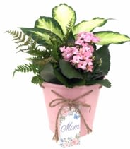 Jasmine Spring Planter