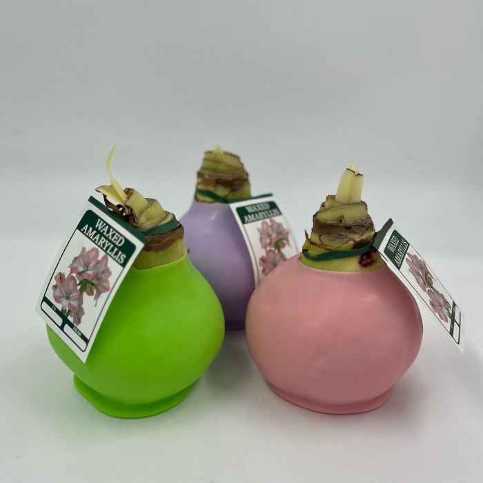 Waxed Amaryllis Bulb