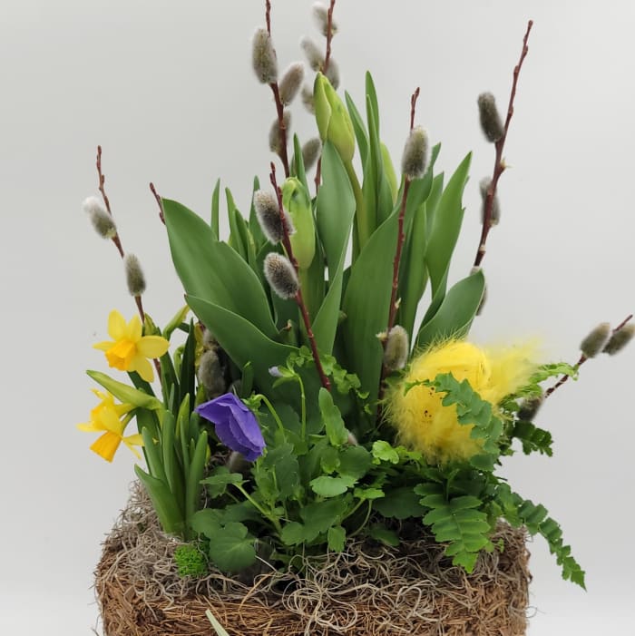 Daffodil & Pansy Delight