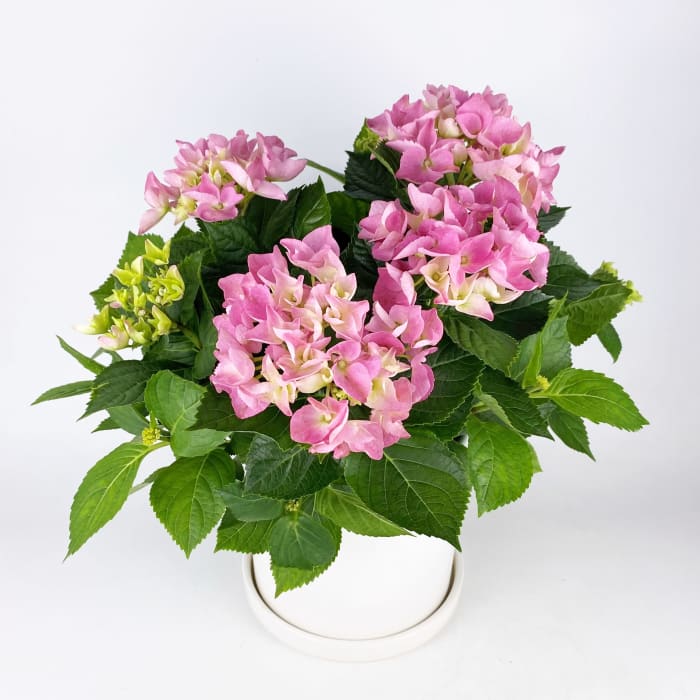 HYDRANGEA