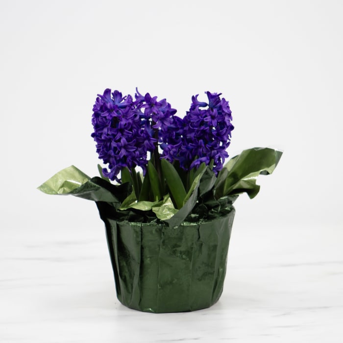 Hyacinth Plant