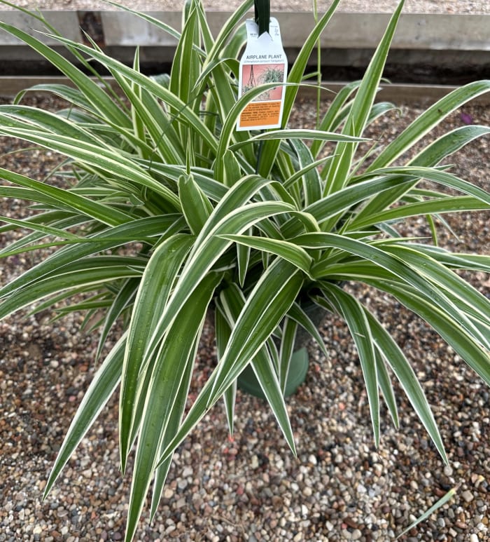 Spider Plant Hanging Basket