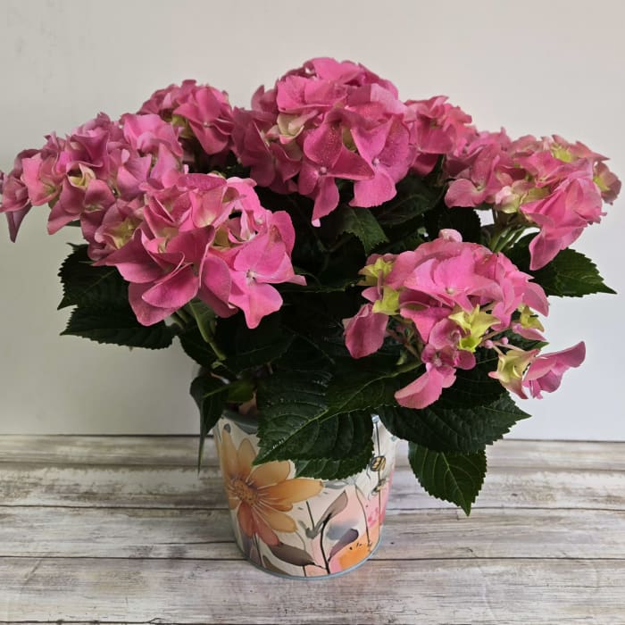Pink Potted Hydrangea