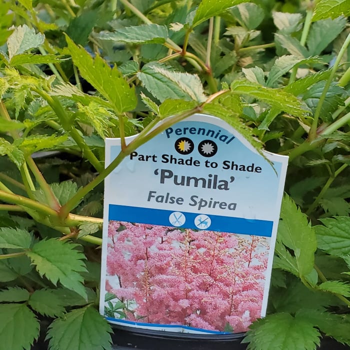 False Spirea (Astilbe)