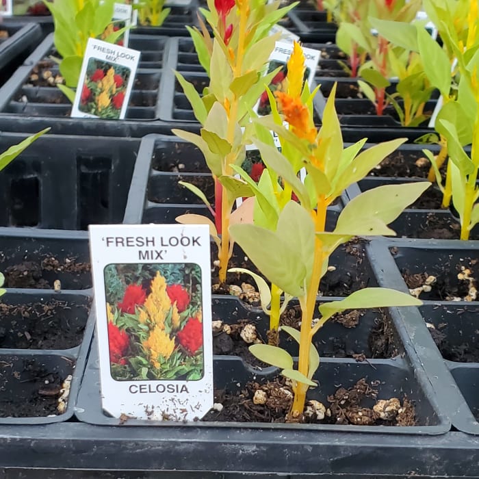 Cock's Comb (Celosia)