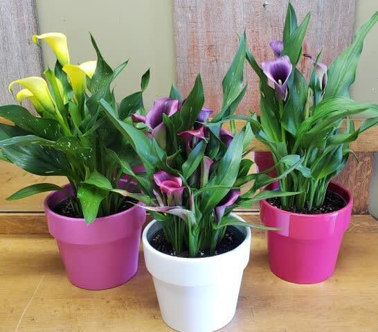 Potted Calla Lily
