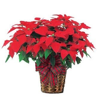 Poinsettia