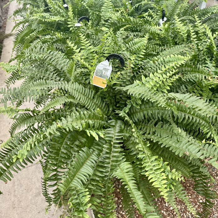 Boston Fern Hanging Basket