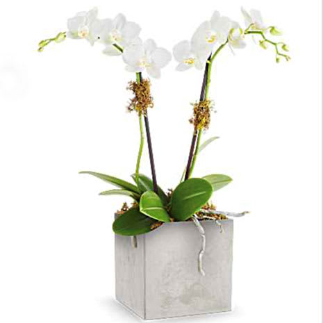 Teleflora's Orchid Artistry