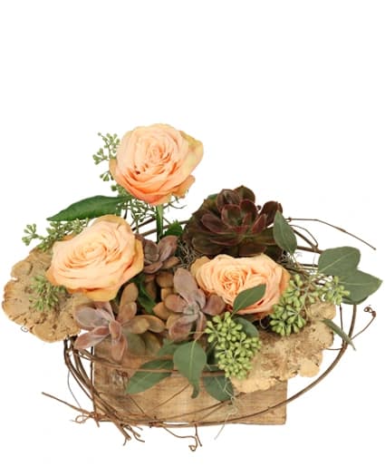 TRANQUIL GROVE HOUSE PLANT