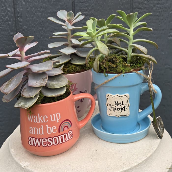 50% off- Coffee Cup Succulent