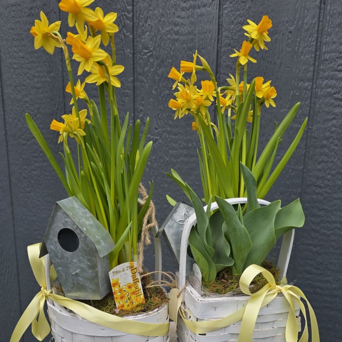 50%off- Daffodil and Tulip Basket