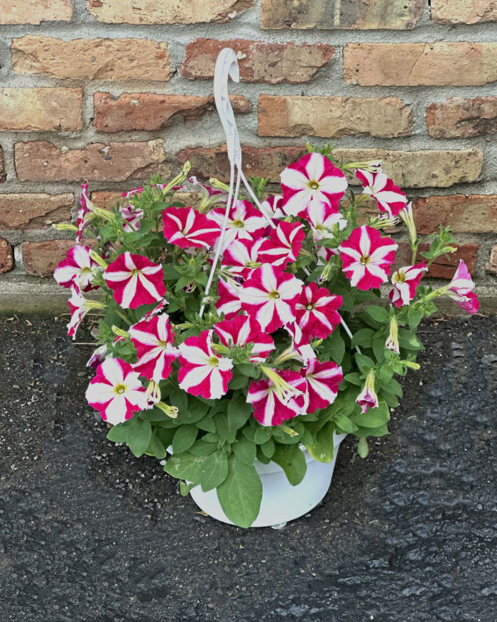 10" Pink Striped Wave Petunia Hanging Basket