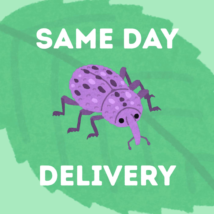 Same Day Delivery Fee