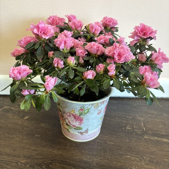 Mother's Garden