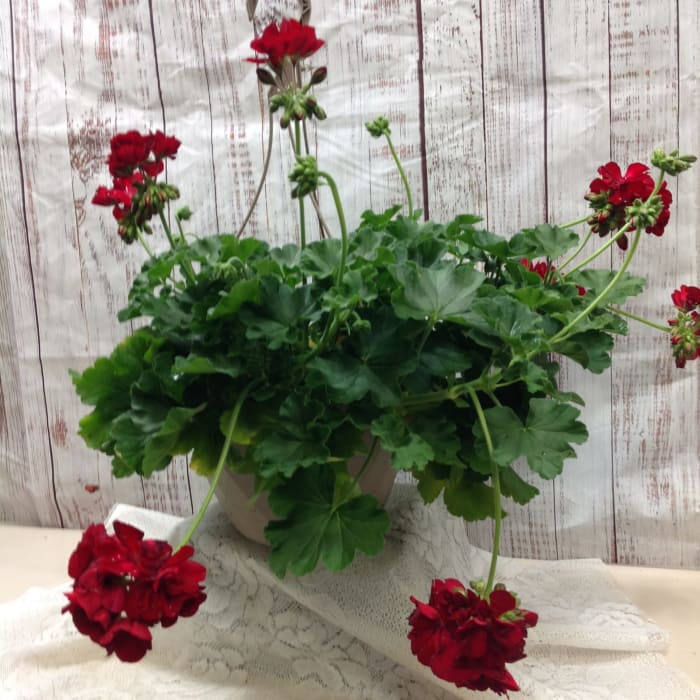 Geranium Basket
