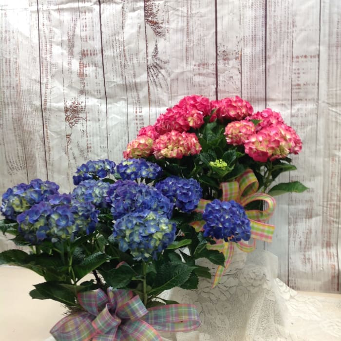 Hydrangea Plants