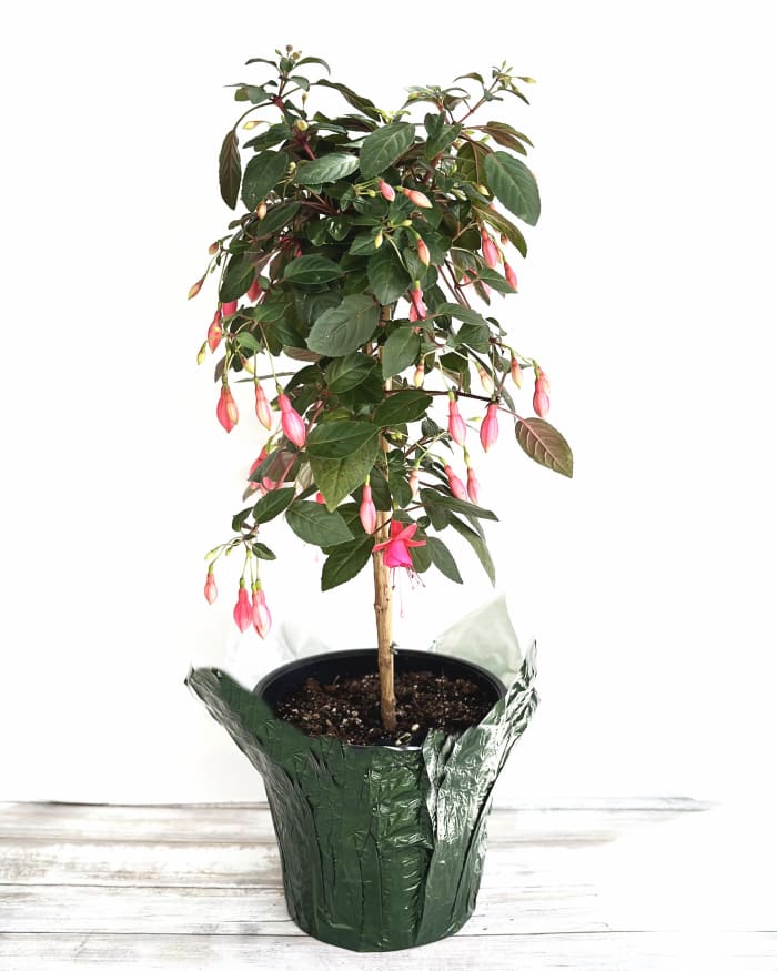 Potted Fuchsia