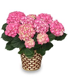 Hydrangea Plant ( Color and pot cover vary)