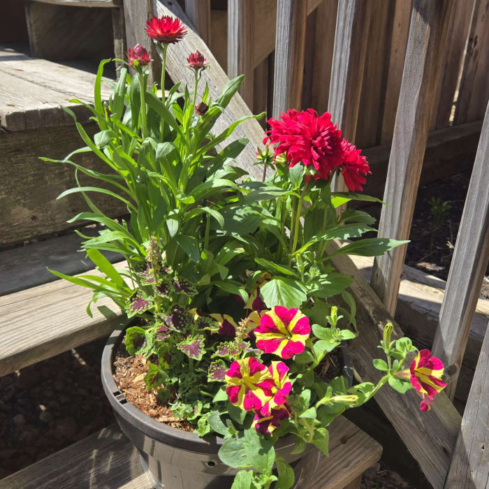 Delightful Day Annual Planter