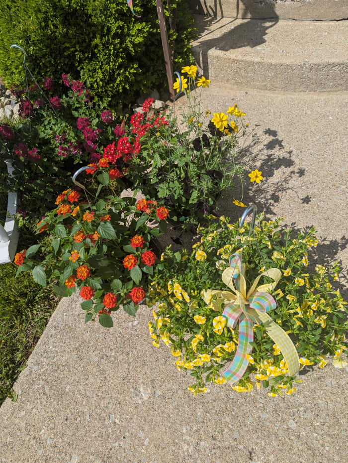 Assorted Blooming Hanging Basket