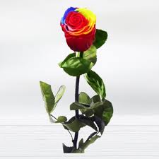 Eternal Single Stem Rainbow Rose