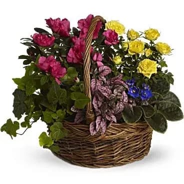 Blooming Plant Basket